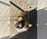 Small #1 American Pit Bull Terrier