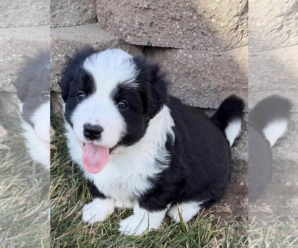 Medium Photo #2 Border Collie-Unknown Mix Puppy For Sale in Incline Village, NV, USA