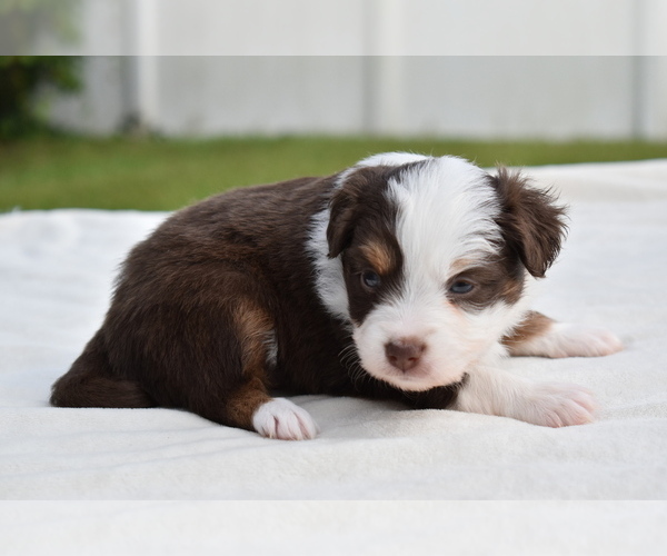Medium Photo #4 Miniature Australian Shepherd Puppy For Sale in PALM COAST, FL, USA