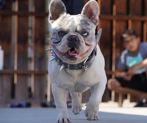 French Bulldog Puppy for sale in RIVERSIDE, CA, USA