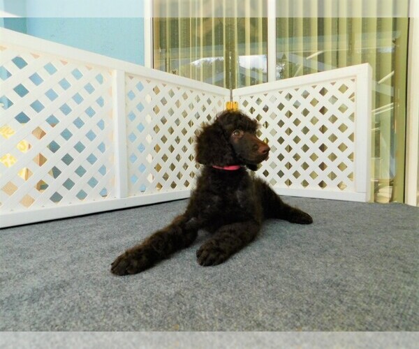 Medium Photo #4 Poodle (Standard) Puppy For Sale in SPRING HILL, FL, USA