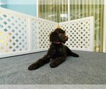 Small Photo #4 Poodle (Standard) Puppy For Sale in SPRING HILL, FL, USA