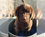 Small Photo #1 Labrador Retriever Puppy For Sale in MORGANTOWN, PA, USA