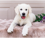 Small #3 English Cream Golden Retriever