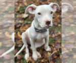 Small #10 Mutt