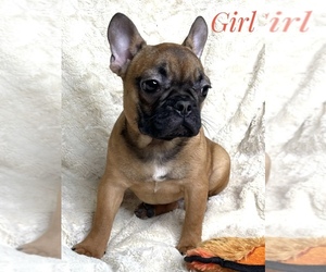 French Bulldog Puppy for sale in GRANITE FALLS, WA, USA