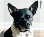 Small #1 Rat Terrier