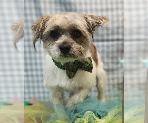 Medium Photo #2 Shih Tzu-Unknown Mix Puppy For Sale in Amarillo, TX, USA