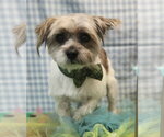 Small #1 Shih Tzu Mix
