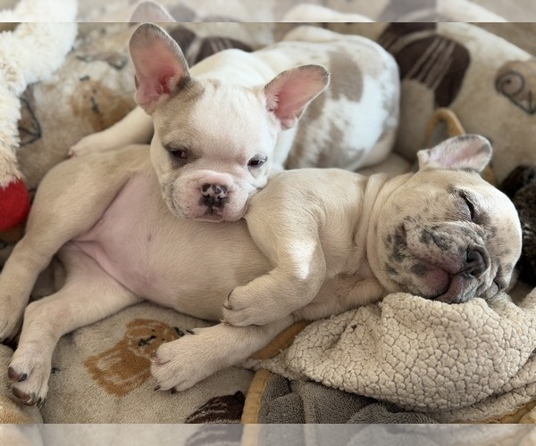 Medium Photo #14 French Bulldog Puppy For Sale in LAS VEGAS, NV, USA
