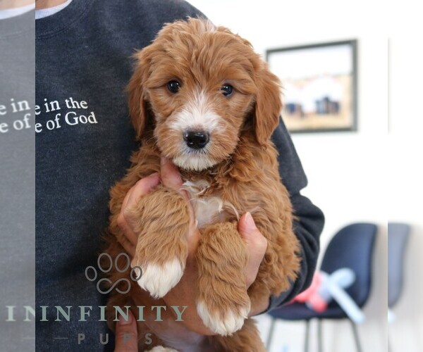 Medium Photo #4 Goldendoodle (Miniature) Puppy For Sale in NARVON, PA, USA