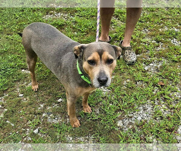 Medium Photo #1 Mutt Puppy For Sale in Shelburne, VT, USA