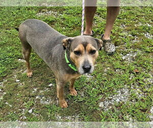 Mutt Dogs for adoption in Shelburne, VT, USA