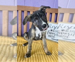 Mutt Dogs for adoption in Genesee, WI, USA