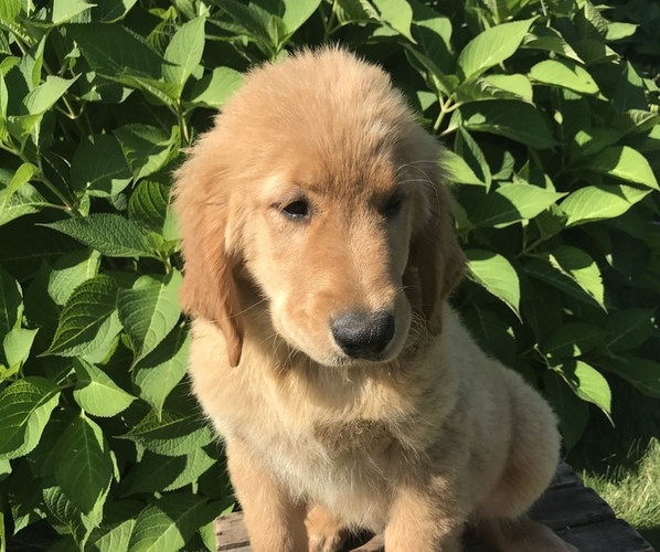 Medium Photo #4 Golden Retriever Puppy For Sale in GOSHEN, IN, USA