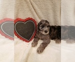 Small Photo #51 Goldendoodle-Sheepadoodle Mix Puppy For Sale in ROCHESTER, NY, USA