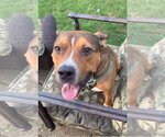 Small #48 American Pit Bull Terrier Mix