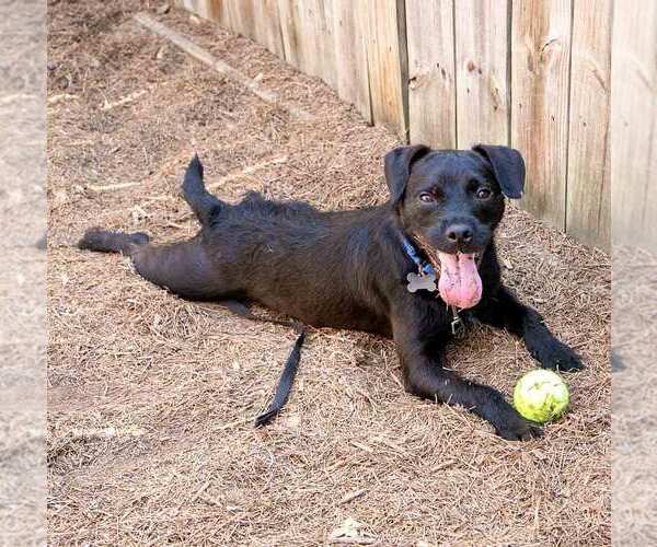 Medium Photo #6 Mutt Puppy For Sale in Kennesaw, GA, USA