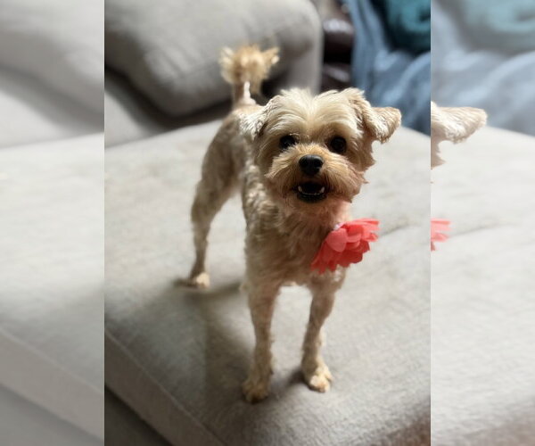 Medium Photo #3 Mutt Puppy For Sale in Phoenix, AZ, USA