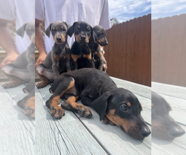 View Ad Doberman Pinscher Litter of Puppies for Sale near Illinois