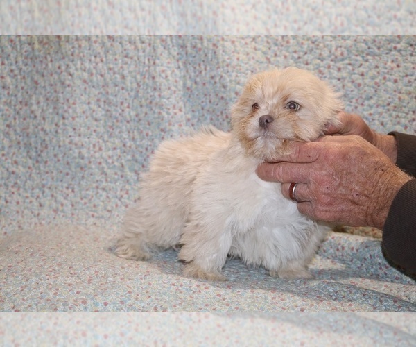 Medium Photo #7 Shih Tzu Puppy For Sale in DYERSBURG, TN, USA