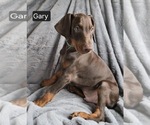 Small #4 Doberman Pinscher