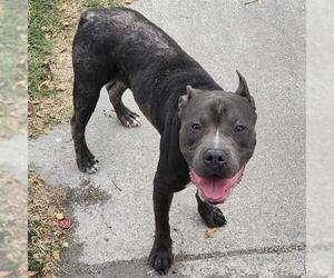 American Staffordshire Terrier-Unknown Mix Dogs for adoption in San Antonio, TX, USA