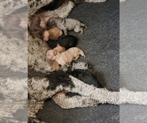 Labradoodle Puppy for sale in LA HABRA, CA, USA