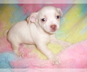 Chihuahua Puppy for sale in JACKSON, MS, USA