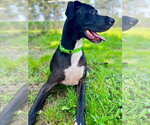 Small Great Dane Mix