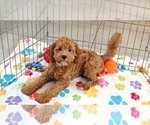 Otis - Male Cavapoo mix (+ Poodle Miniature) Puppy for Sale - Photo #10