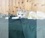 Small #2 Siberian Husky
