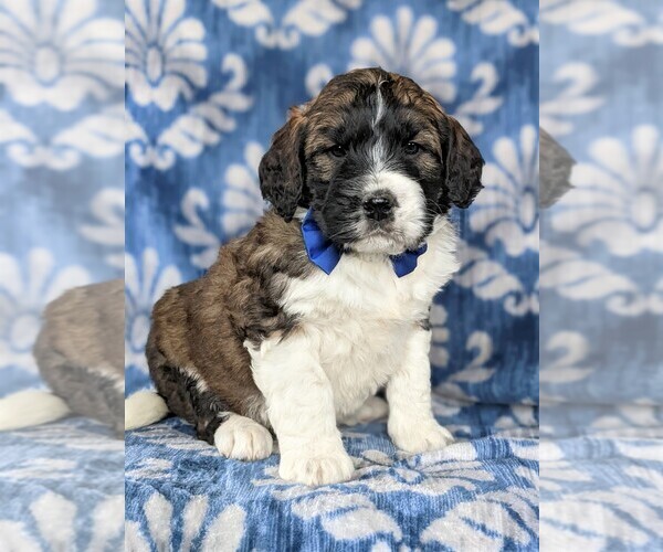 Medium Photo #5 Saint Berdoodle Puppy For Sale in OXFORD, PA, USA