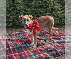 Borador Dogs for adoption in Mt. Laurel, NJ, USA