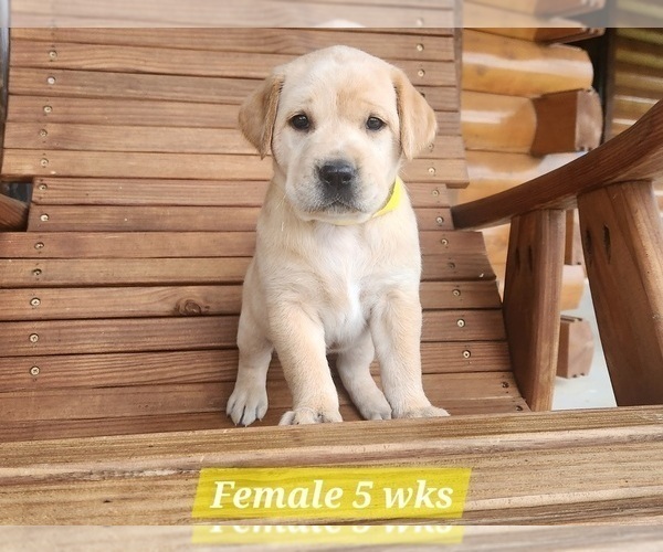 Medium Photo #8 Labrador Retriever Puppy For Sale in EDGEWOOD, TX, USA