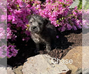 Aussiedoodle Miniature  Dogs for adoption in Parker Ford, PA, USA
