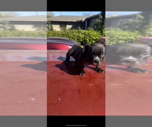American Bully Puppy for sale in SACRAMENTO, CA, USA