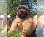 Small #1 German Shepherd Dog Mix