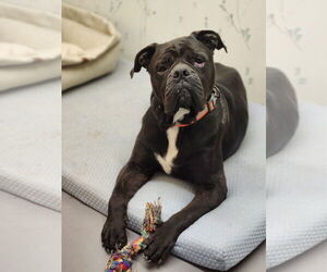 Oscar - Male American Bulldog-Unknown Mix Dog for Adoption - Photo #11