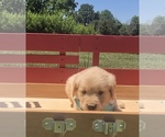 Small Photo #17 Golden Retriever Puppy For Sale in AUSTIN, KY, USA