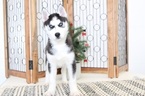 Small Photo #4 Siberian Husky Puppy For Sale in NAPLES, FL, USA