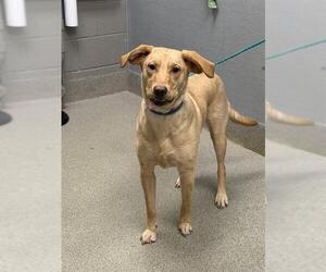 Labrador Retriever-Unknown Mix Dogs for adoption in Las Vegas, NV, USA