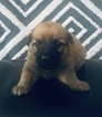 Small Photo #10 American Bulldog-German Shepherd Dog Mix Puppy For Sale in VILLA RICA, GA, USA