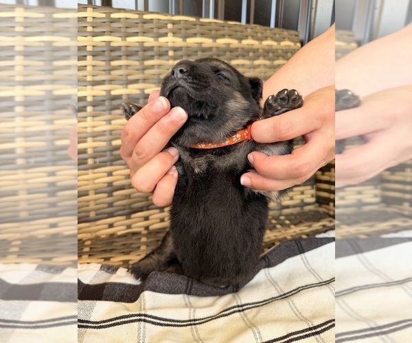 Medium Photo #22 German Shepherd Dog Puppy For Sale in ZANESVILLE, OH, USA
