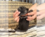 Small #21 German Shepherd Dog