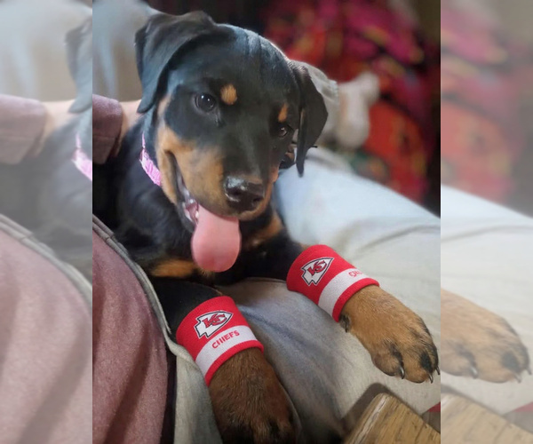 Medium Photo #1 Rottweiler Puppy For Sale in NEW LONDON, MO, USA