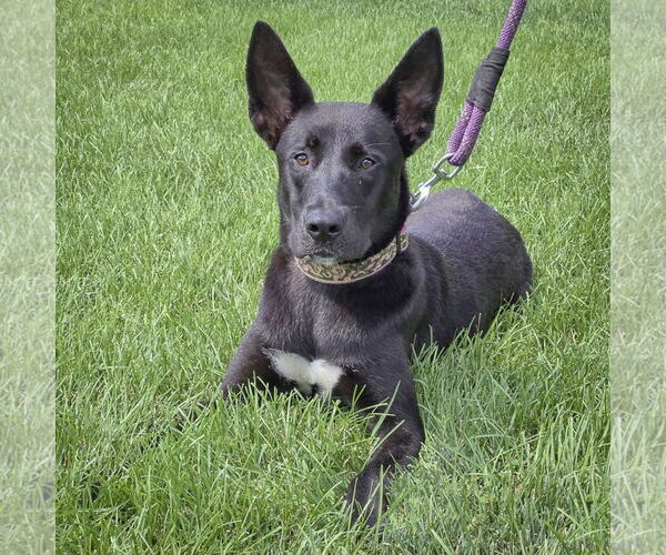 Medium Photo #6 Huskies -Labrador Retriever Mix Puppy For Sale in Huntley, IL, USA