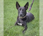 Small #5 Huskies -Labrador Retriever Mix