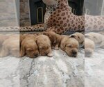 Small #9 English Cream Golden Retriever