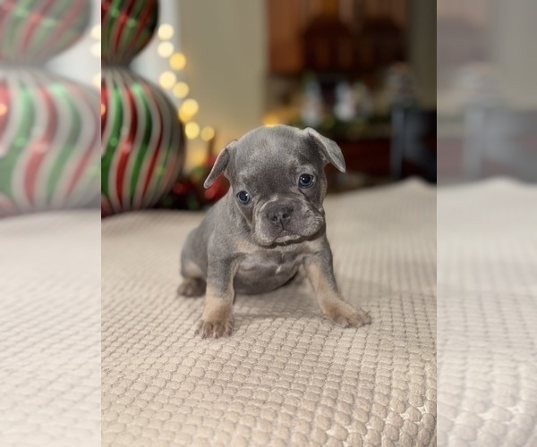 Medium Photo #59 French Bulldog Puppy For Sale in HILTON, NY, USA